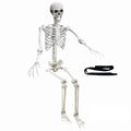5.4Ft Poseable Life Size Human Skeleton with Rope U635734