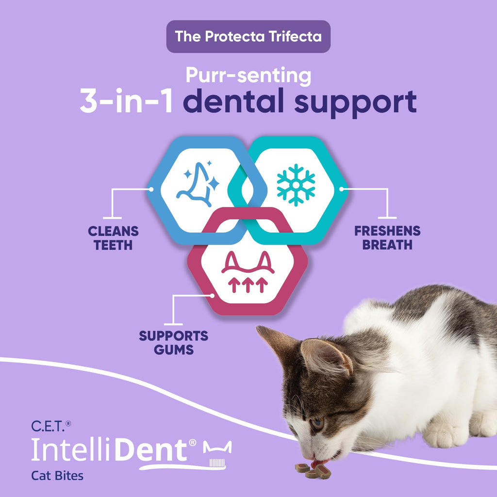 Cat Dental Care K72320