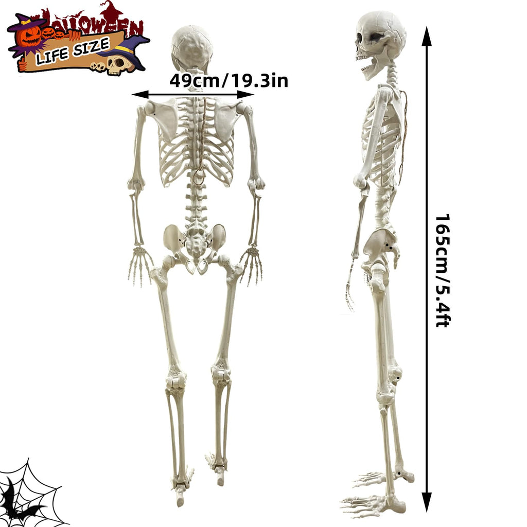 5.4Ft Poseable Life Size Human Skeleton with Rope U635734